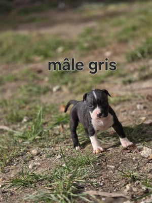 Les chiots de American Staffordshire Terrier