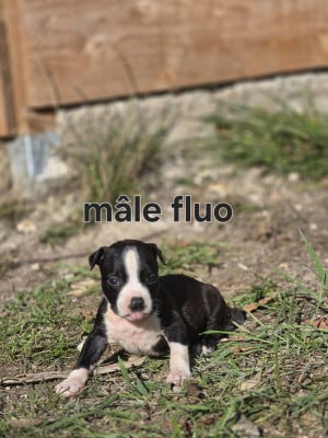 Les chiots de American Staffordshire Terrier