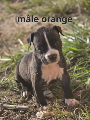 Les chiots de American Staffordshire Terrier