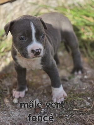Les chiots de American Staffordshire Terrier