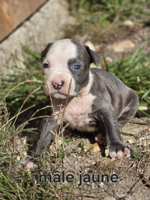 Les chiots de American Staffordshire Terrier