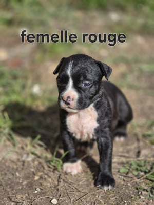 Les chiots de American Staffordshire Terrier