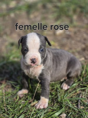 Les chiots de American Staffordshire Terrier