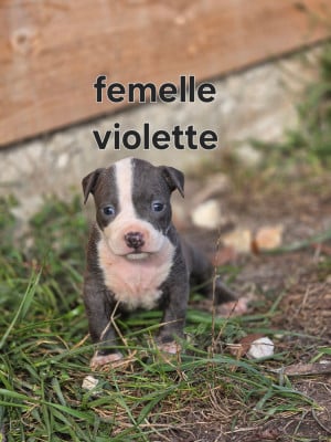 Les chiots de American Staffordshire Terrier