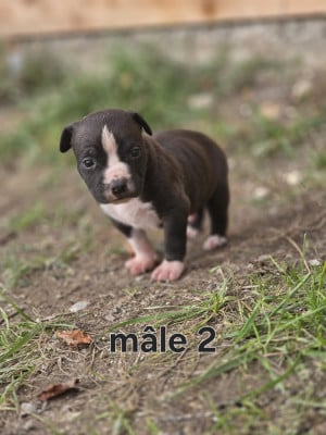 Les chiots de American Staffordshire Terrier