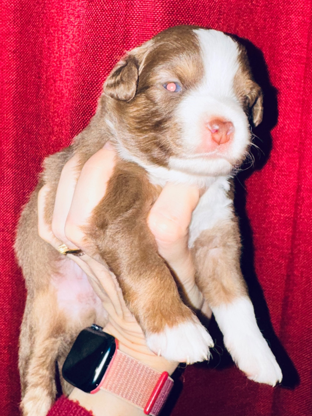 Chiot N°1 - Berger Américain Miniature 