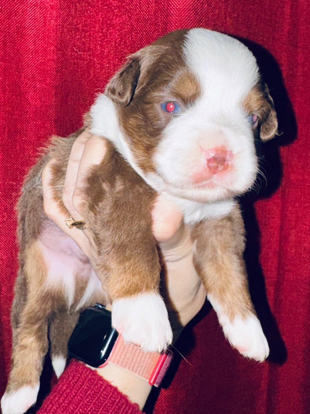 Chiot N°2 - Berger Américain Miniature 