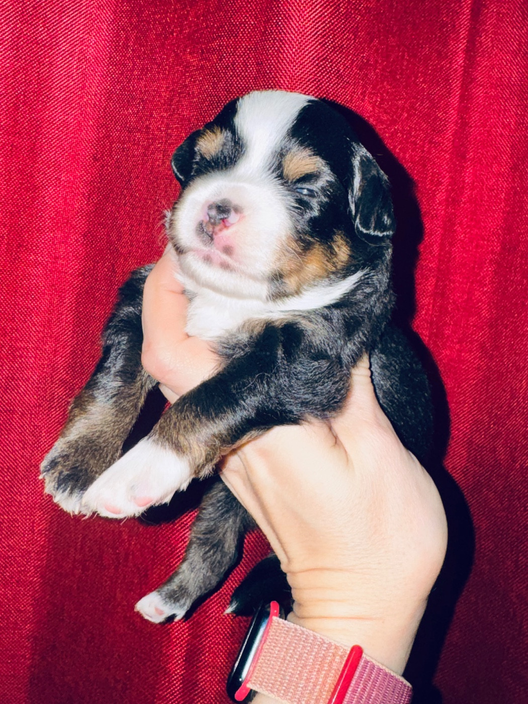 Chiot N°3 - Berger Américain Miniature 