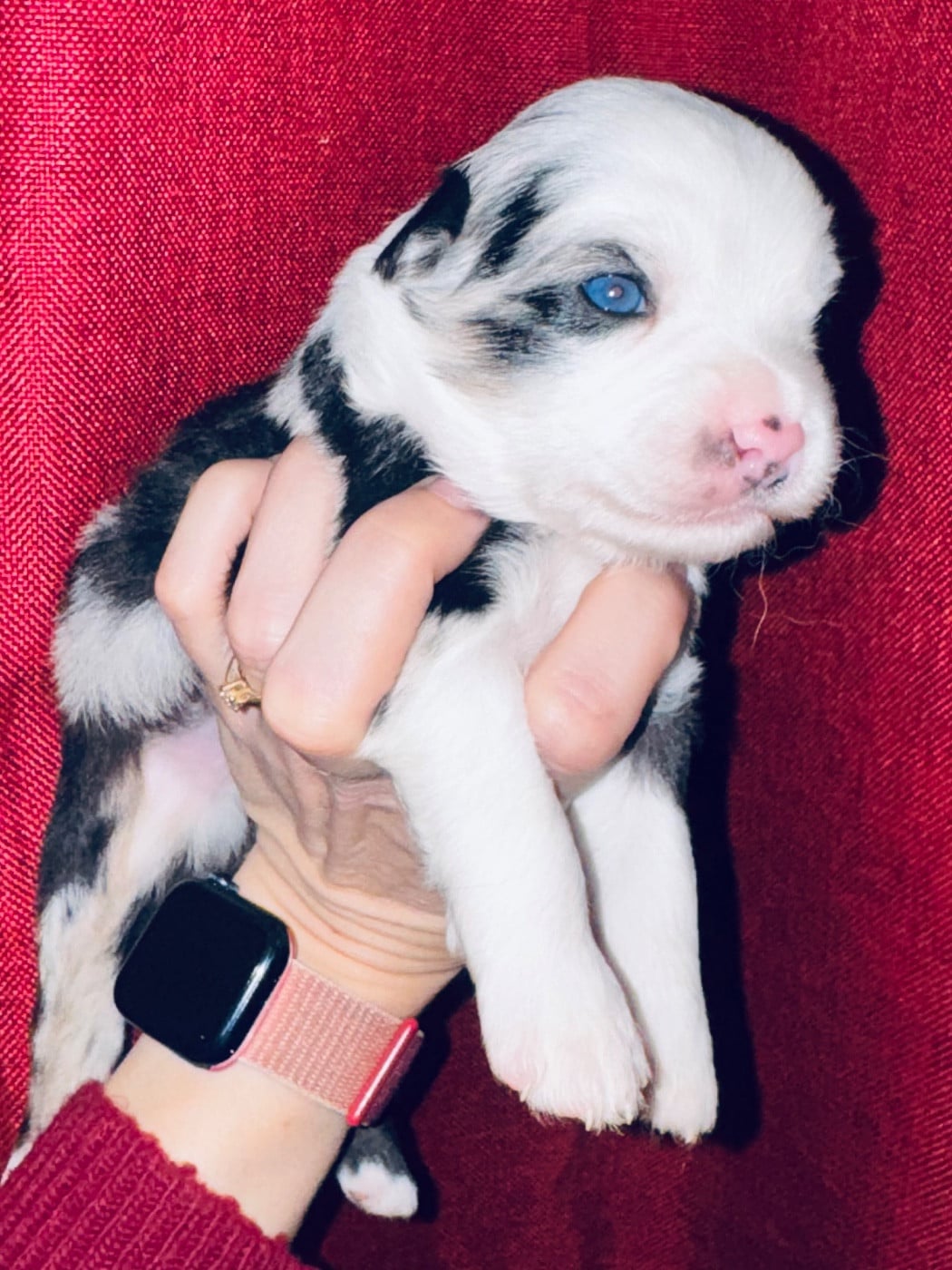 Chiot N°4 - Berger Américain Miniature 