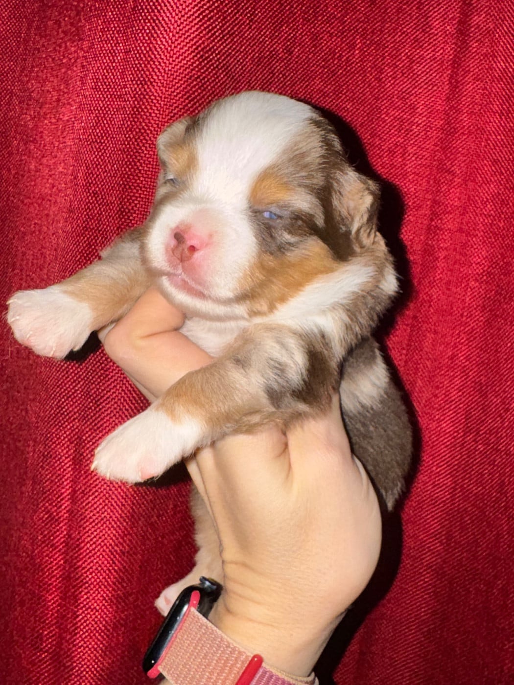 Chiot N°5 - Berger Américain Miniature 