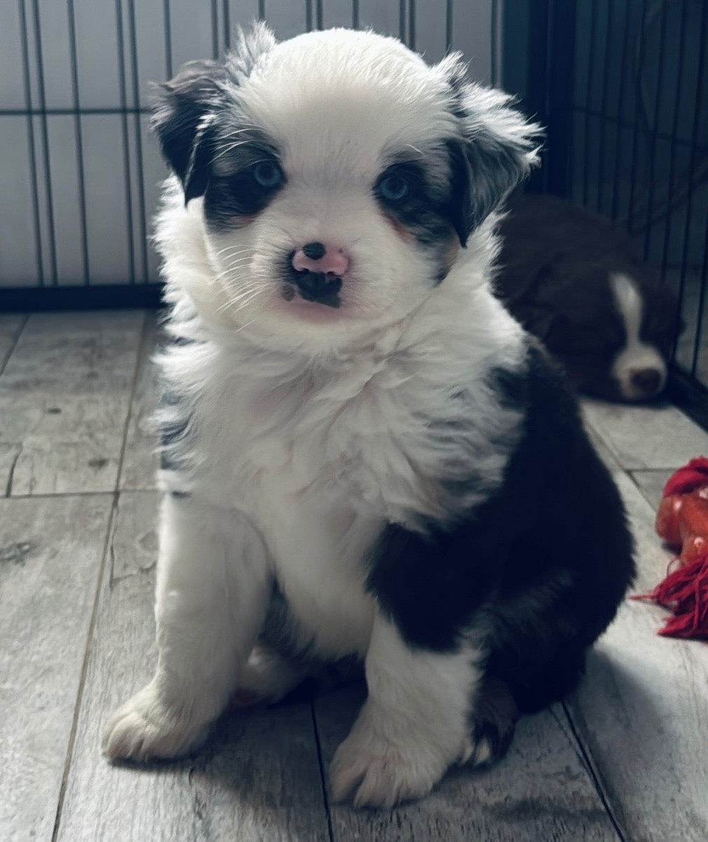 Chiot N°4 - Berger Américain Miniature 