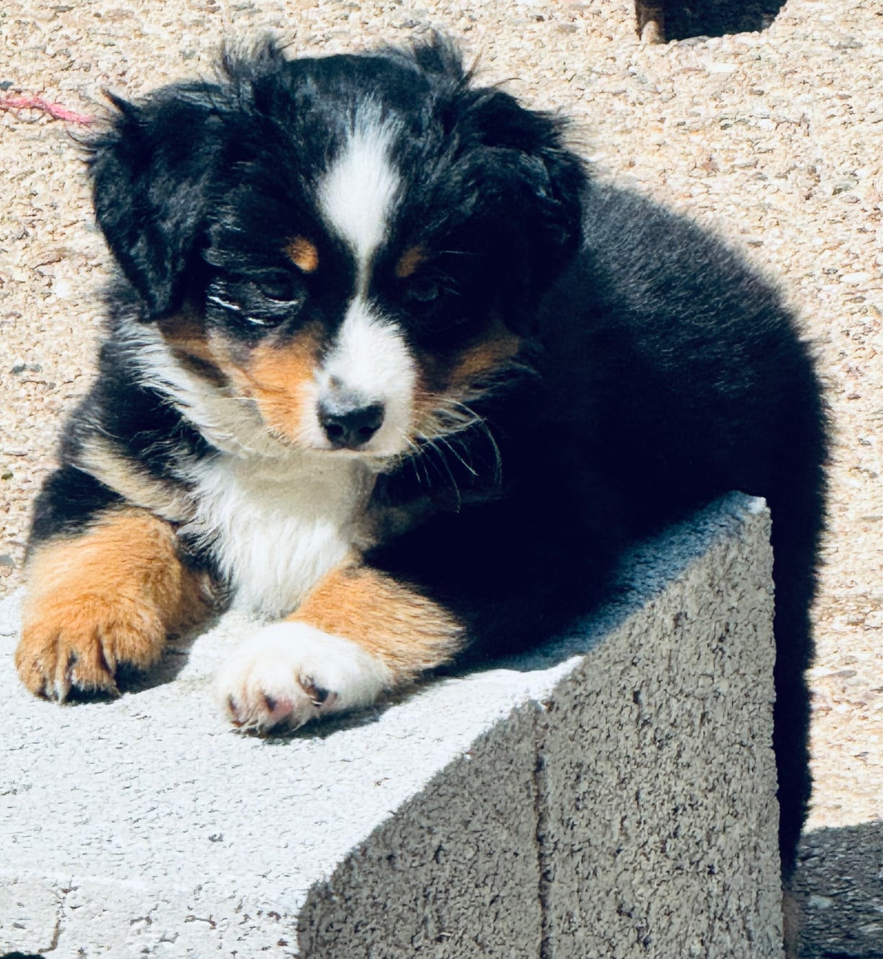 Chiot N°3 - Berger Américain Miniature 