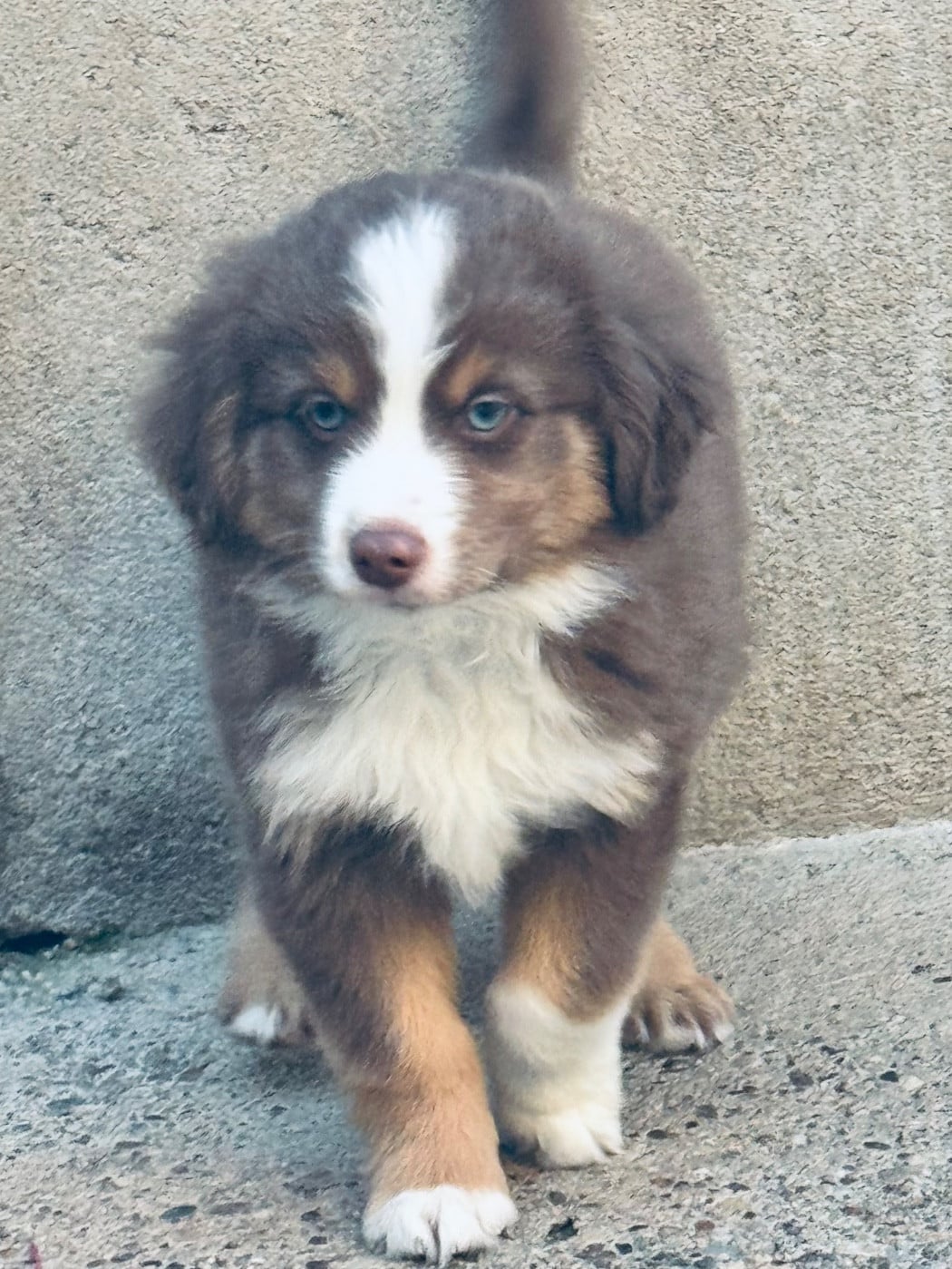 Chiot N°1 - Berger Américain Miniature 