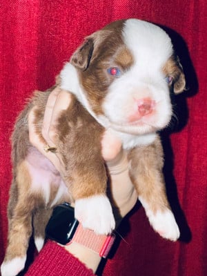 Les chiots de Berger Américain Miniature 