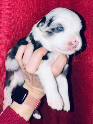 Les chiots de Berger Américain Miniature 