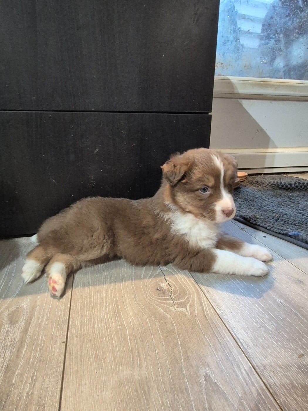 Chiot N°3 - Berger Australien