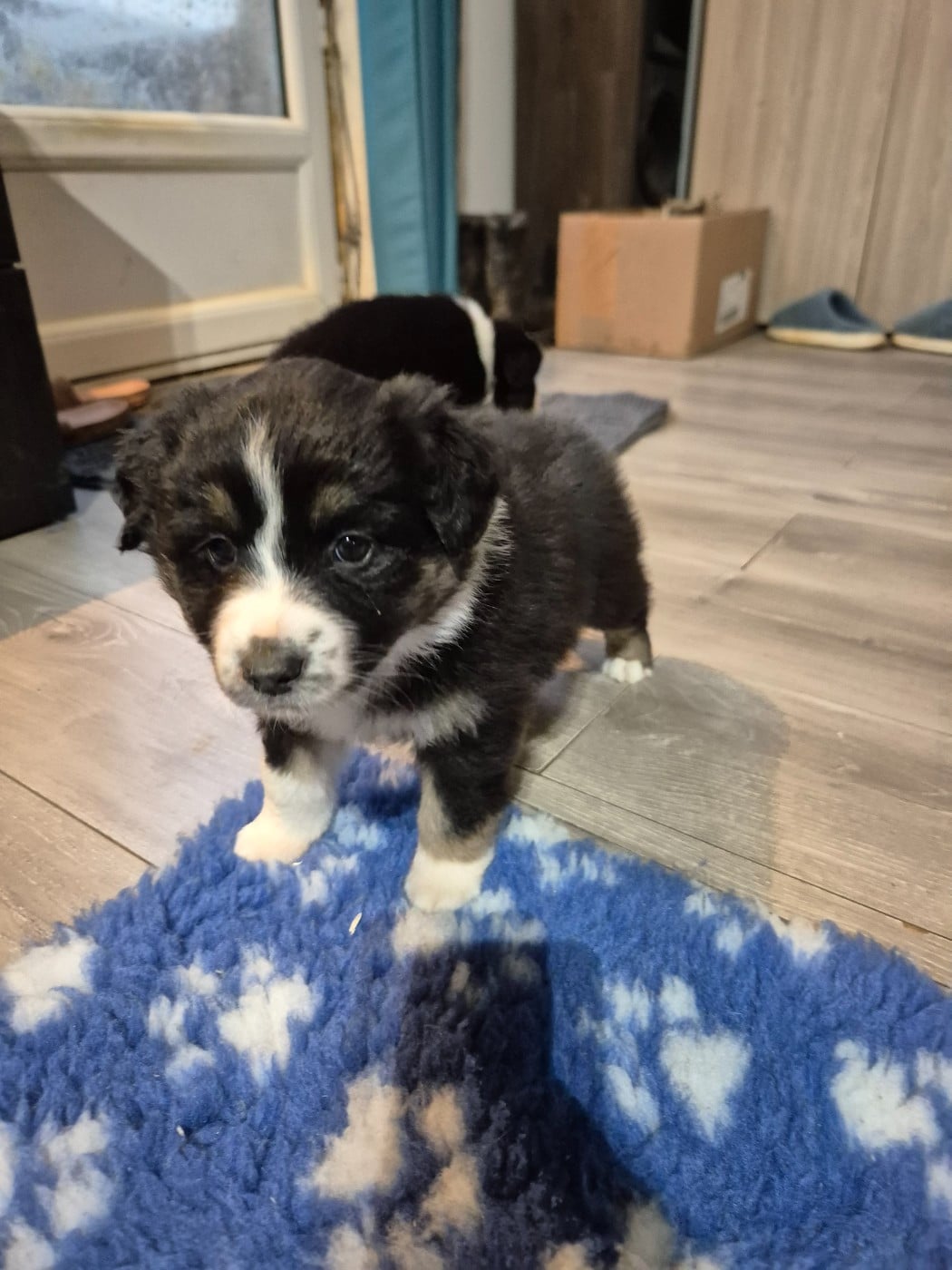 Chiot N°4 - Berger Australien