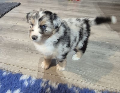 Les chiots de Berger Australien