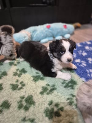 Les chiots de Berger Australien