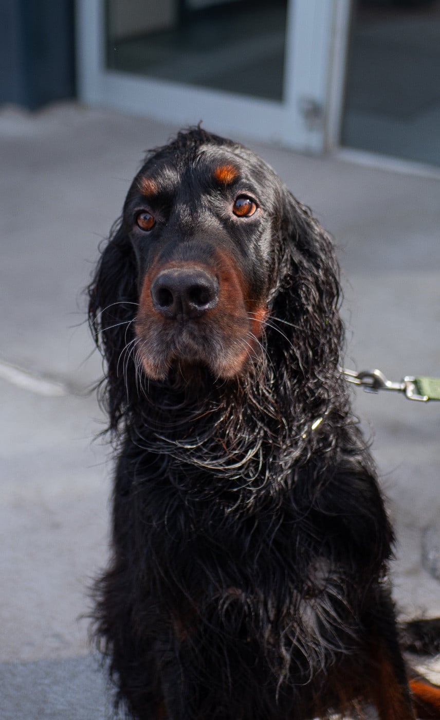 Publication : Charlotte Allion Auteur : Charlotte