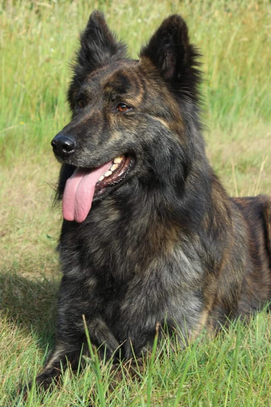 Pow wow du mont Brabant