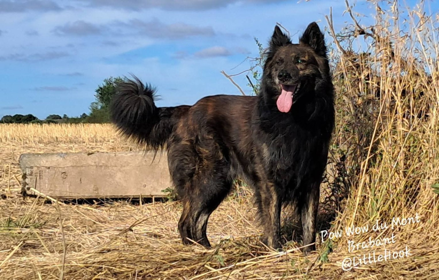 Pow wow du mont Brabant