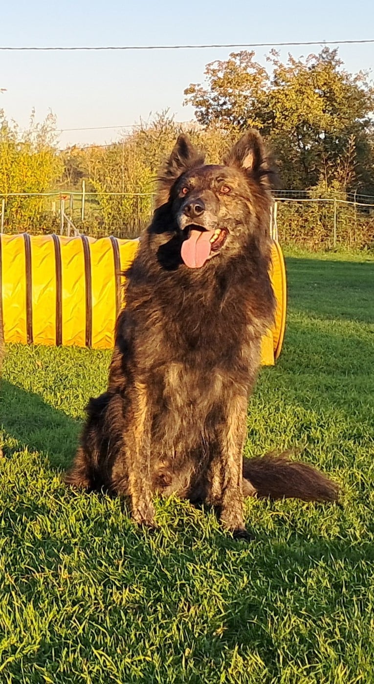 Pow wow du mont Brabant