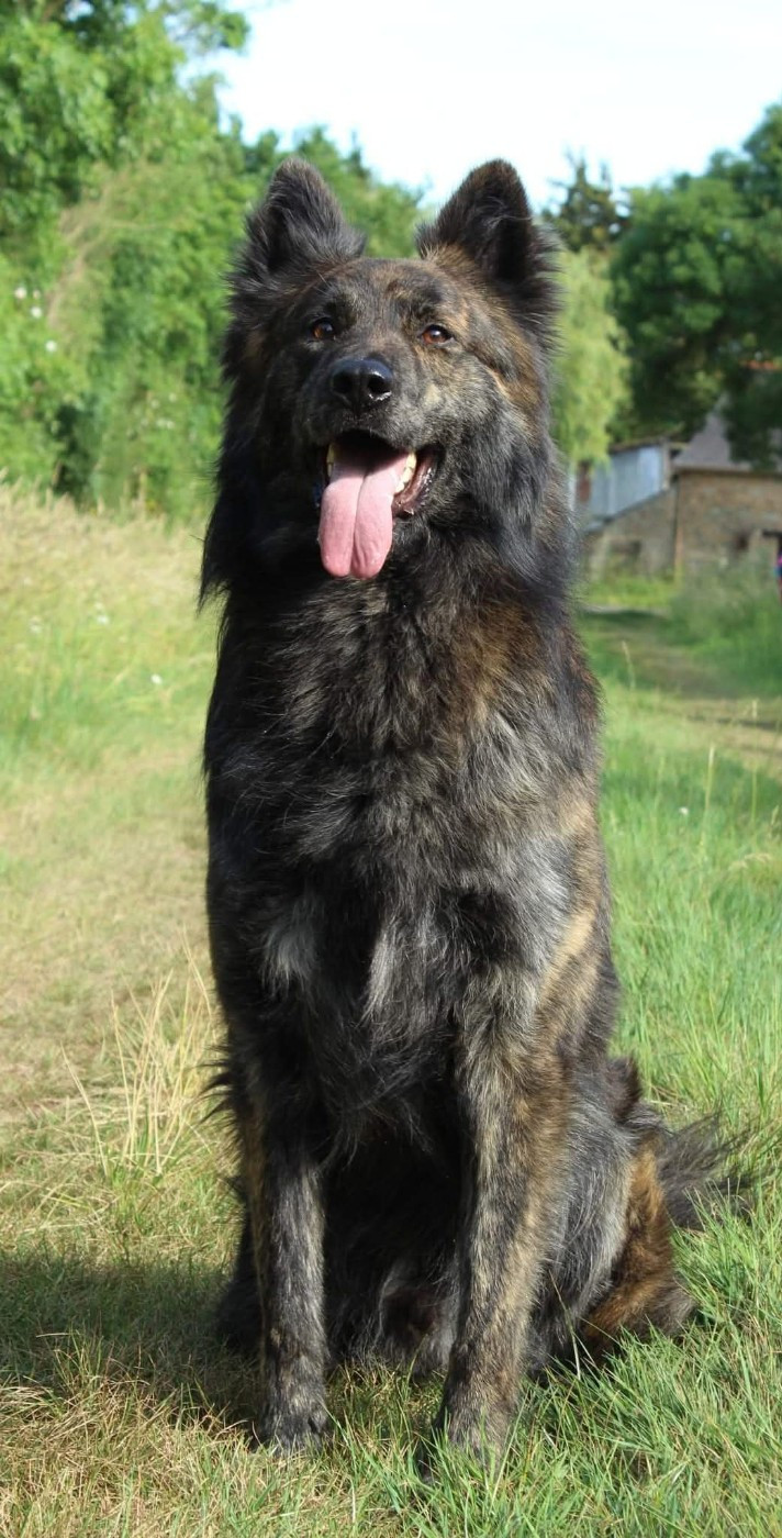 Pow wow du mont Brabant