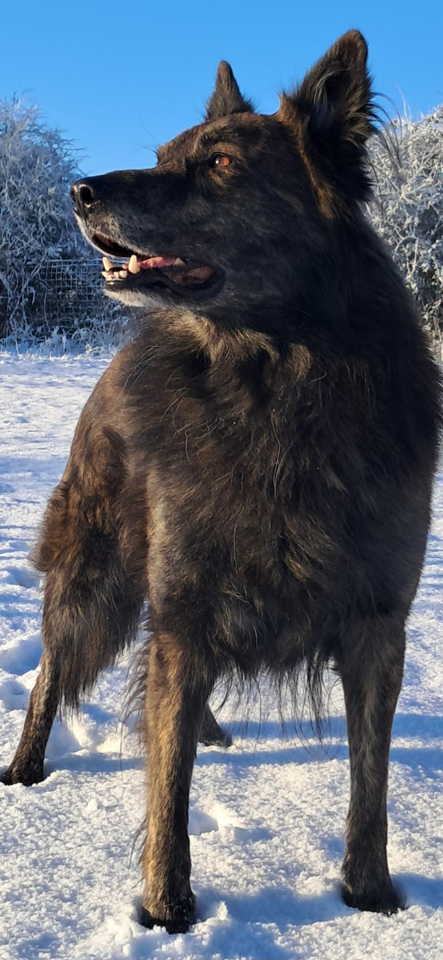 Pow wow du mont Brabant