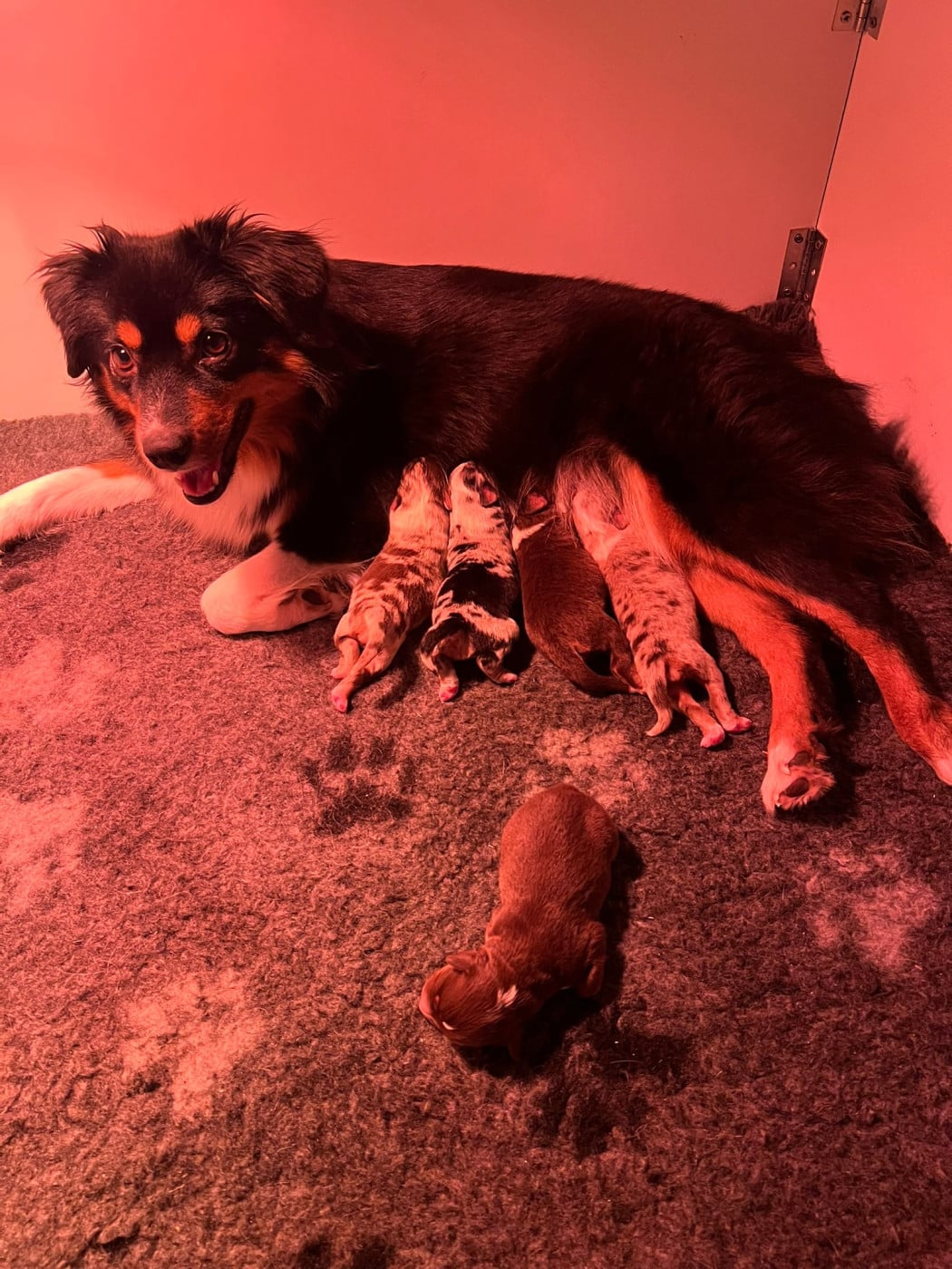 Chiot Berger Américain Miniature