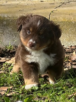 Les chiots de Berger Américain Miniature 