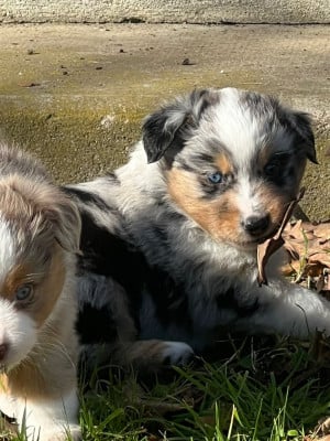 Les chiots de Berger Américain Miniature 