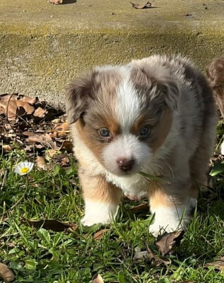 Les chiots de Berger Américain Miniature 
