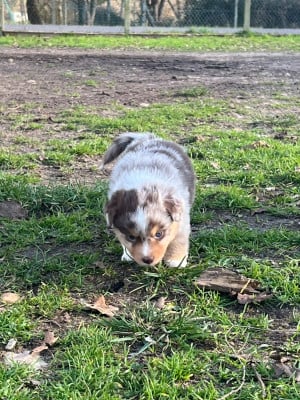Les chiots de Berger Américain Miniature 
