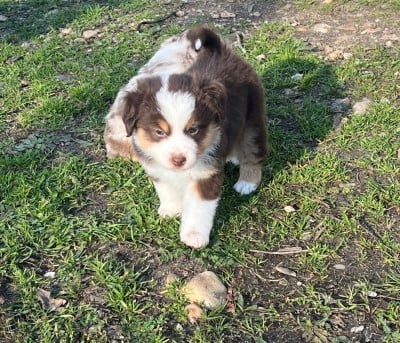 Les chiots de Berger Américain Miniature 