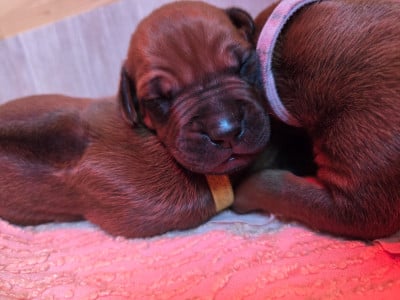 Les chiots de Rhodesian Ridgeback