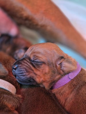 Les chiots de Rhodesian Ridgeback