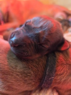Les chiots de Rhodesian Ridgeback