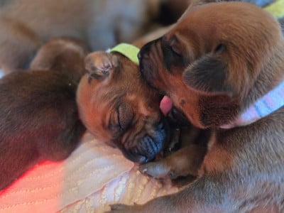 Les chiots de Rhodesian Ridgeback