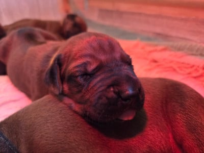 Les chiots de Rhodesian Ridgeback