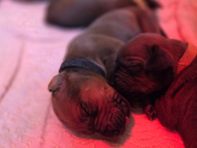 Les chiots de Rhodesian Ridgeback