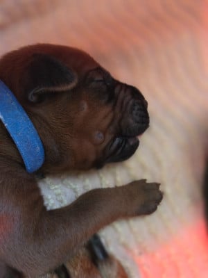 Les chiots de Rhodesian Ridgeback