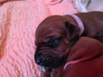 Les chiots de Rhodesian Ridgeback
