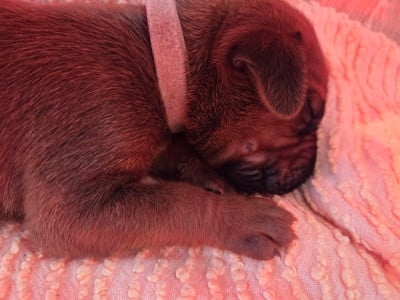 Les chiots de Rhodesian Ridgeback