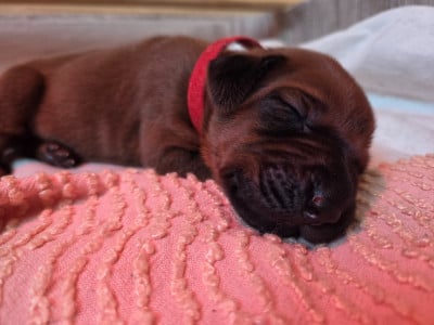 Les chiots de Rhodesian Ridgeback