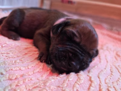 Les chiots de Rhodesian Ridgeback