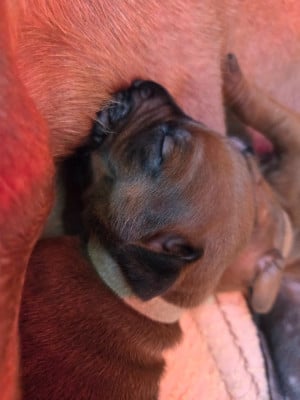 Les chiots de Rhodesian Ridgeback