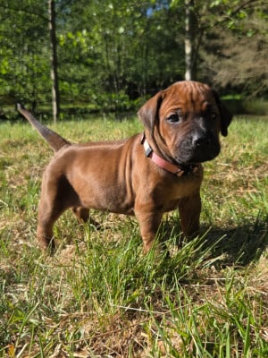 Les chiots de Rhodesian Ridgeback