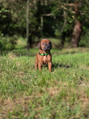 Les chiots de Rhodesian Ridgeback