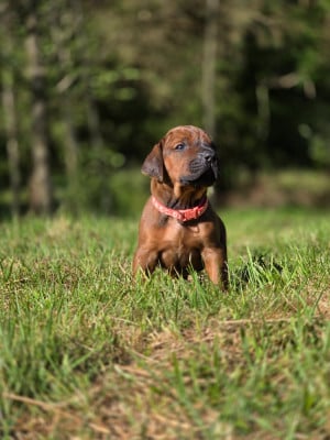 Les chiots de Rhodesian Ridgeback
